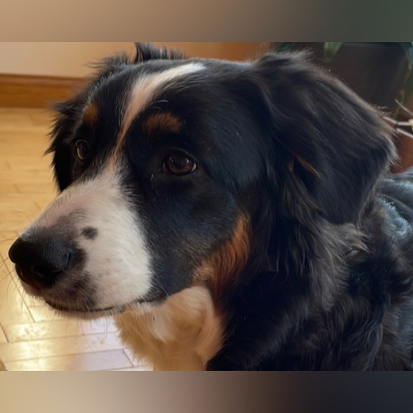 🐾 ❄️FREE❄️ add-on to Free People Lululemon or vintage coat /sweater purchase 🐾 - Picture 2 of 2